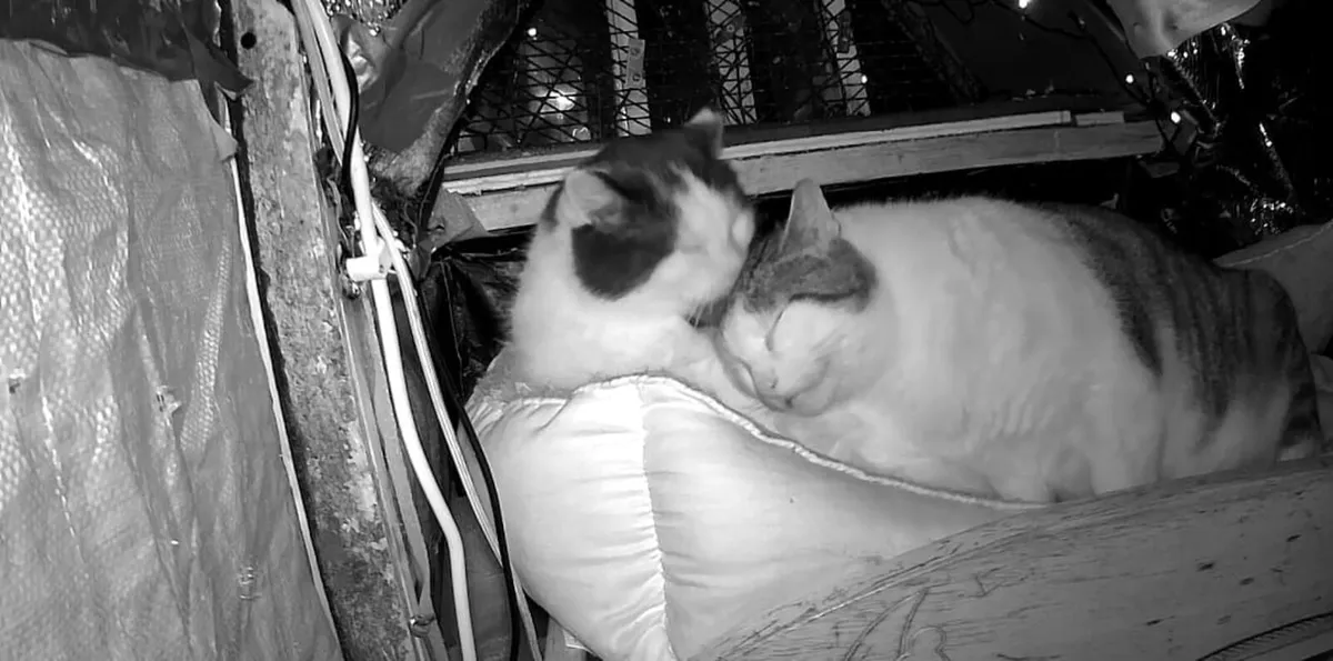 Adult Cat 5yo Waffles and Tofu - Image 1