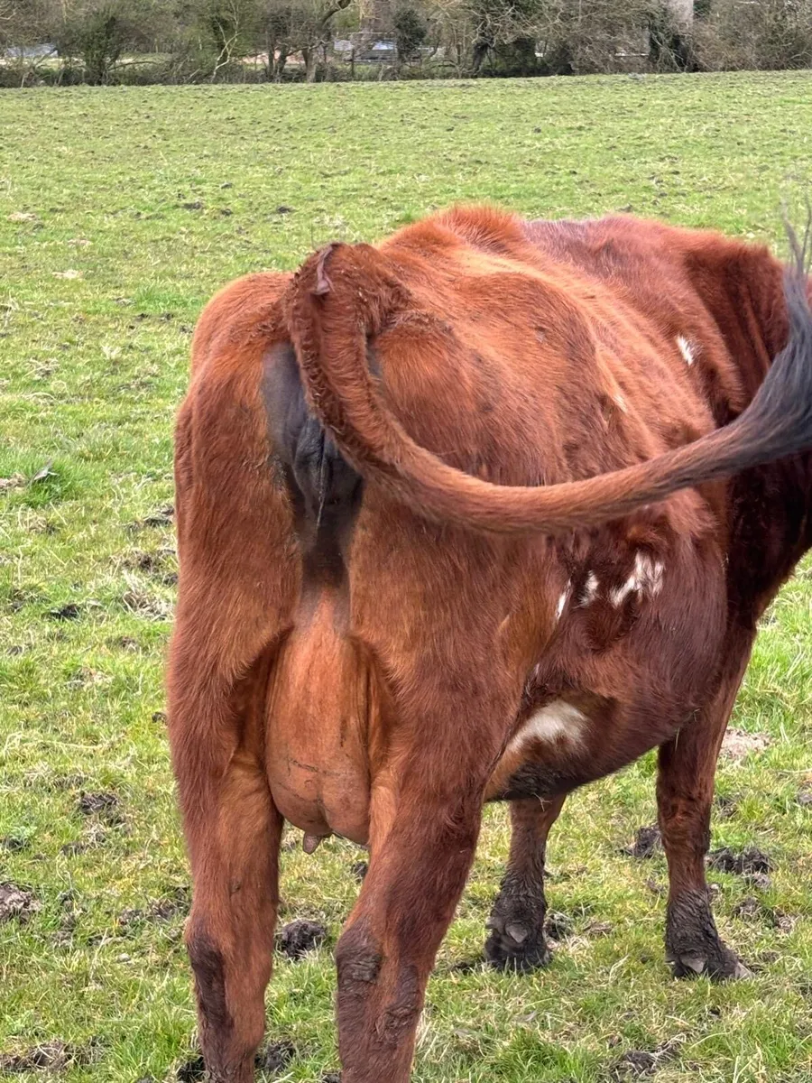 Springing Heifers - Image 3