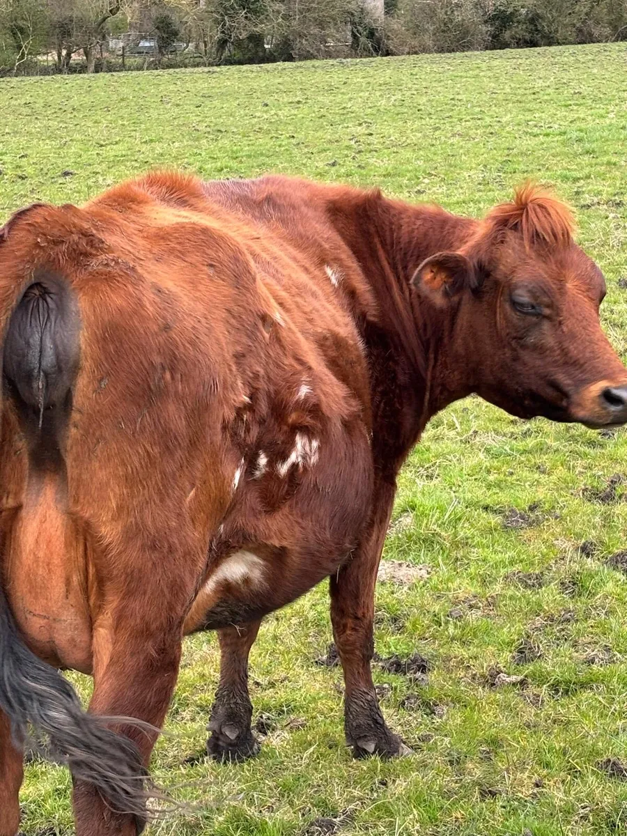Springing Heifers - Image 4