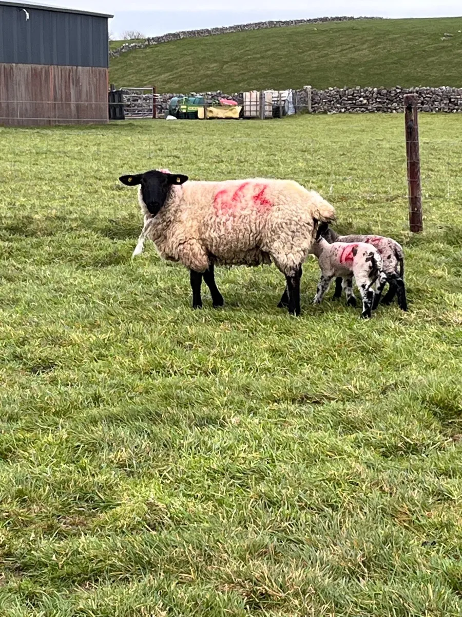 Ewes and lambs - Image 1