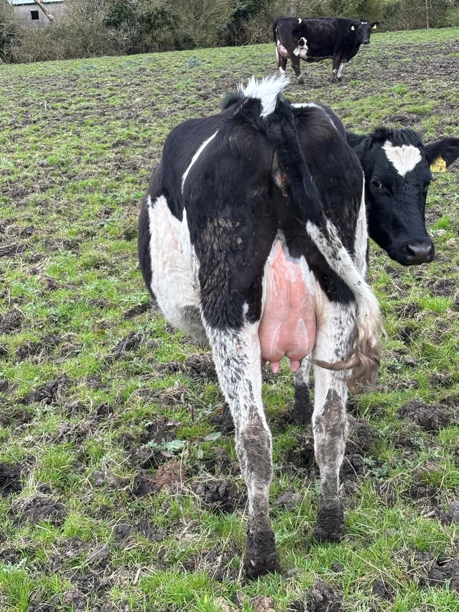 Springing Heifers - Image 1