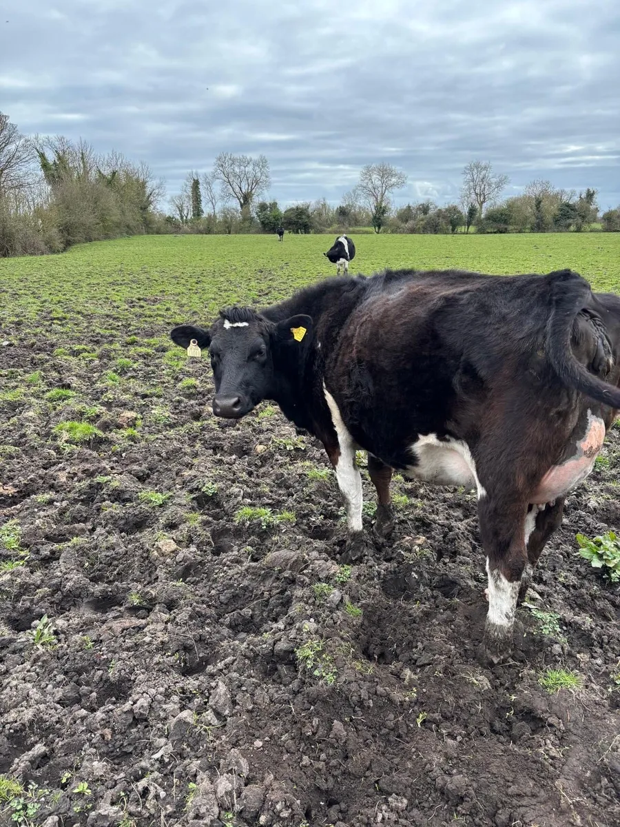 Springing Heifers - Image 2