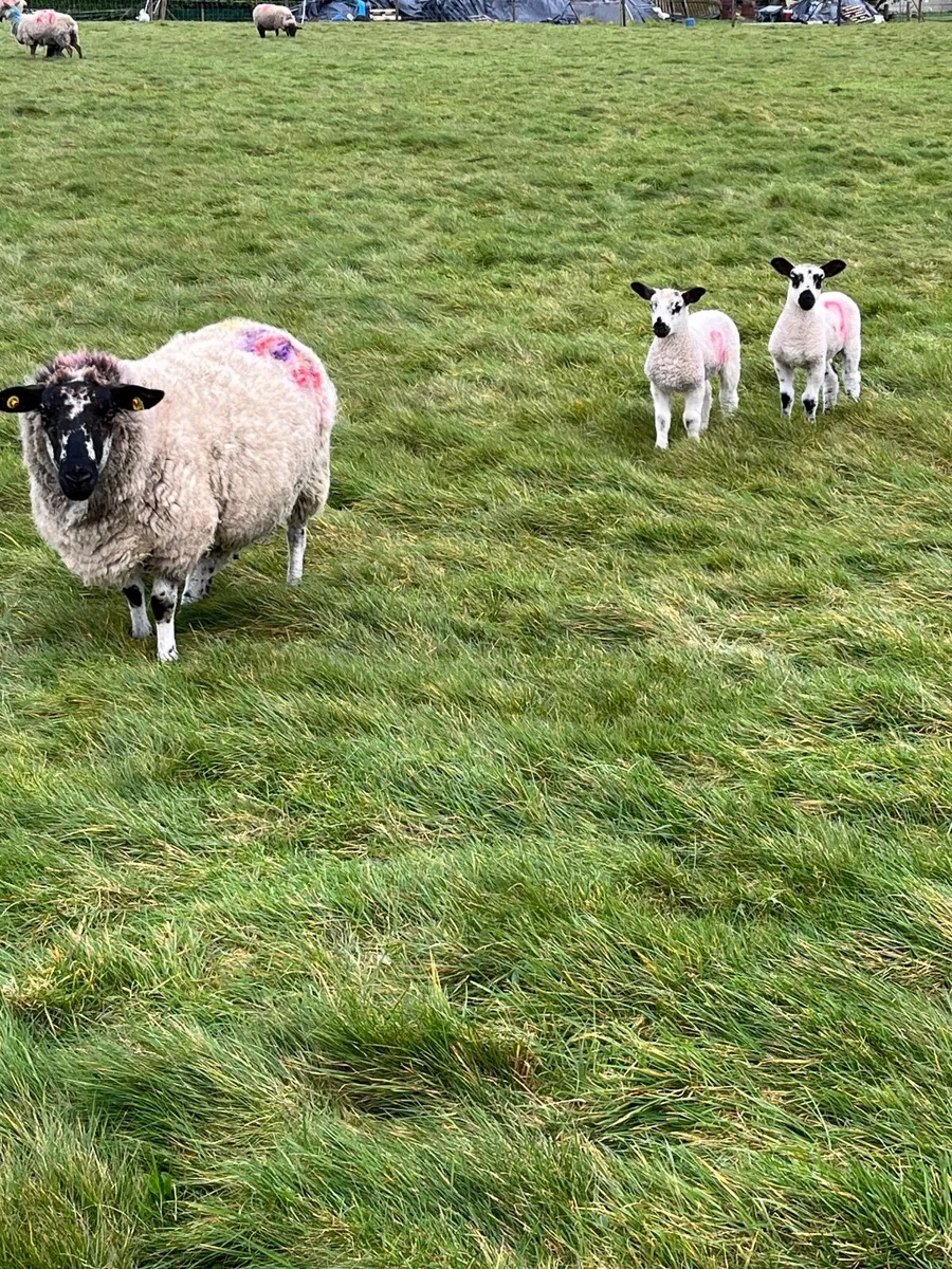 Ewes and lambs - Image 3
