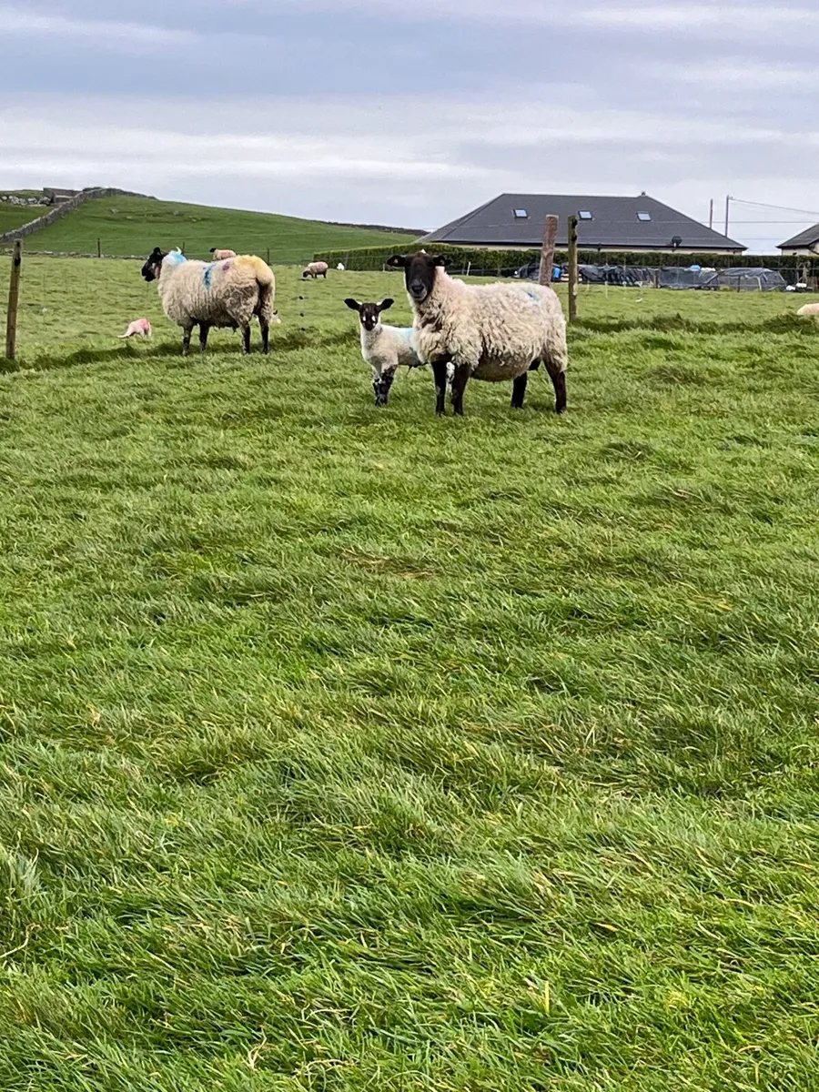Ewes and lambs - Image 2