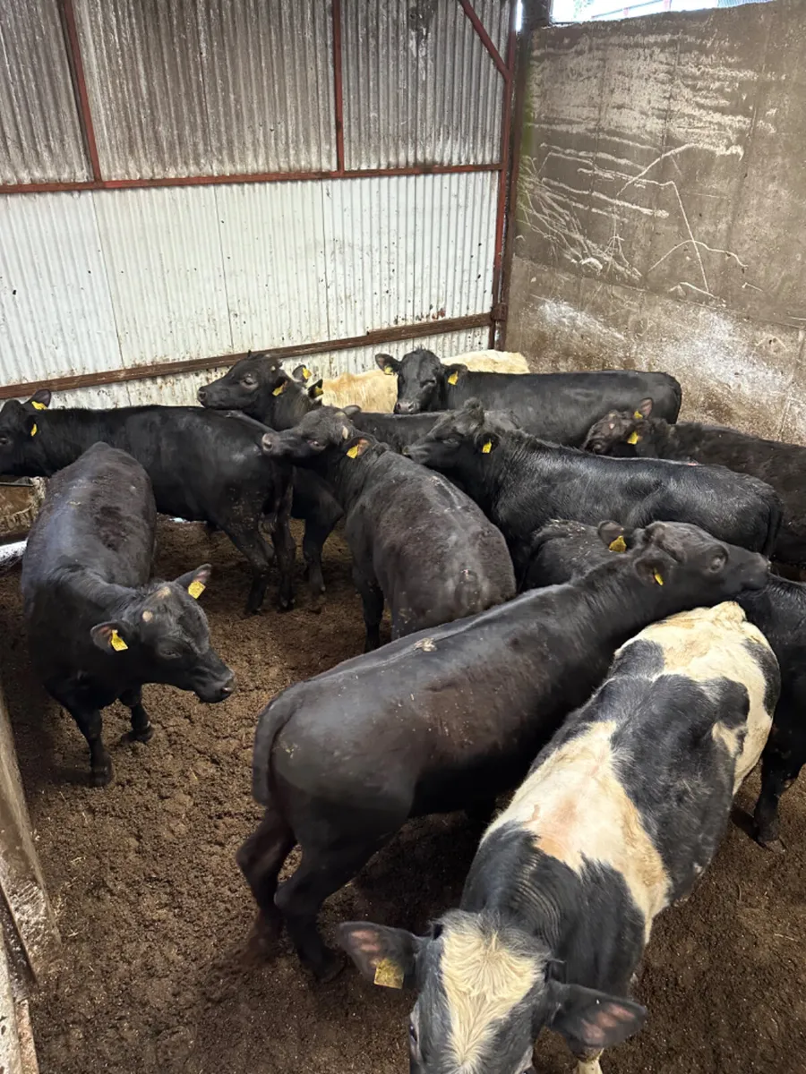 Angus and blue bulls - Image 3