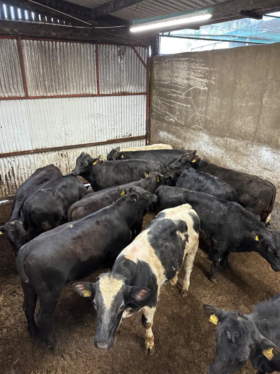 Angus and blue bulls - Image 2