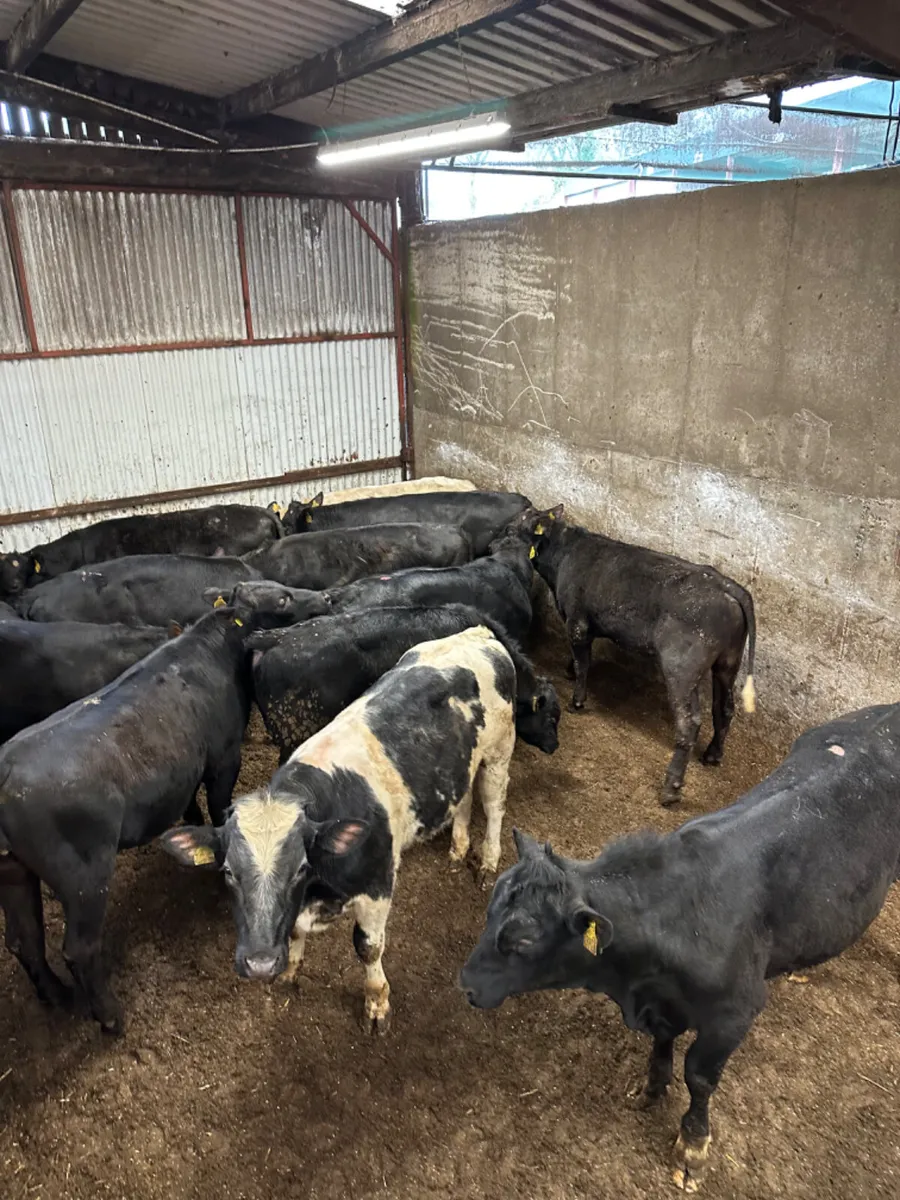 Angus and blue bulls - Image 1