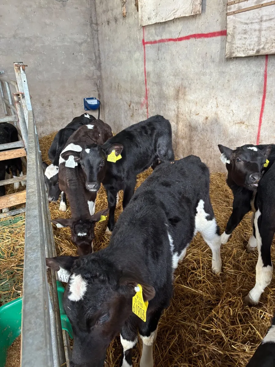 Fr heifer Calves - Image 1
