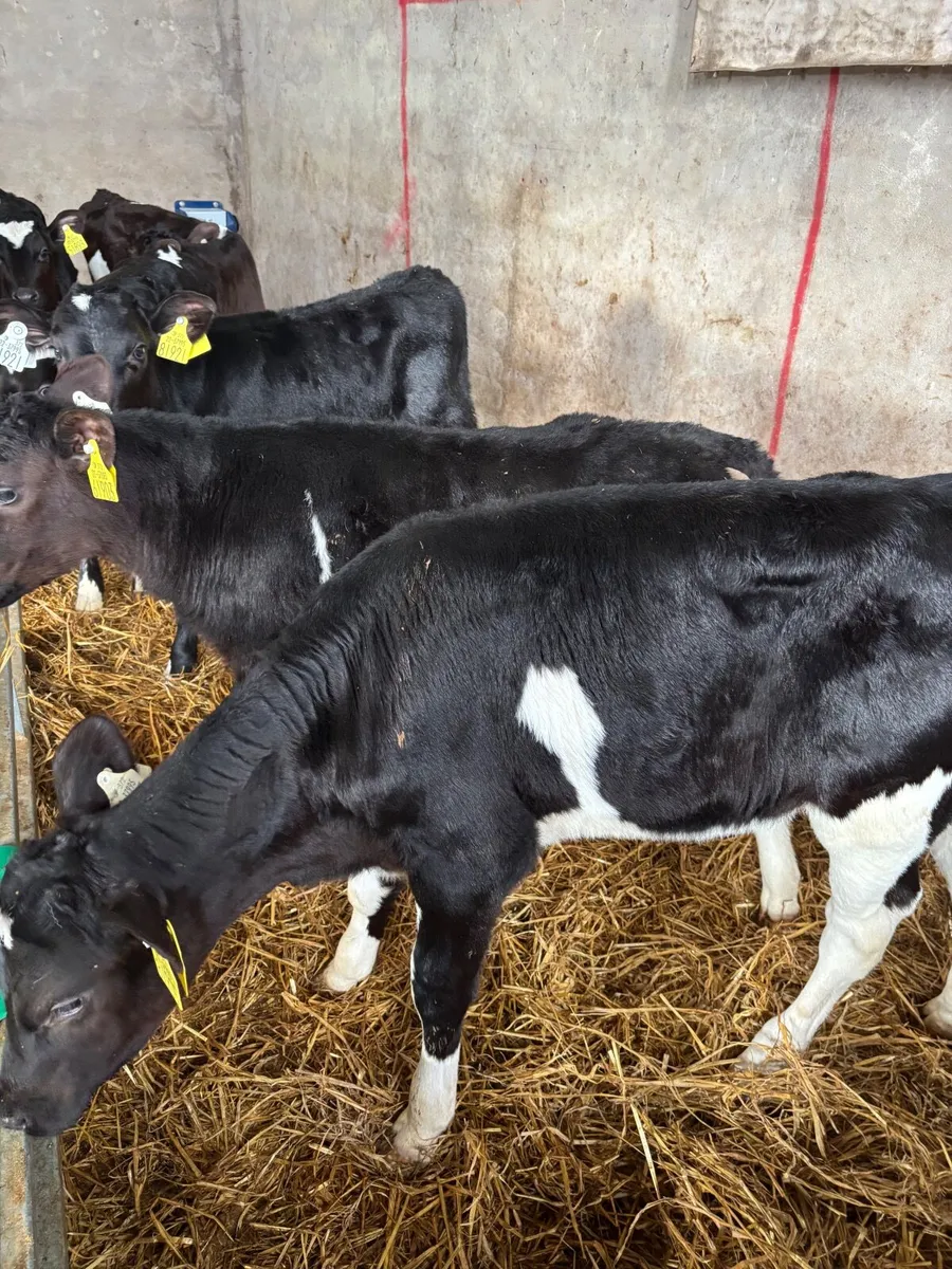 Fr heifer Calves - Image 2