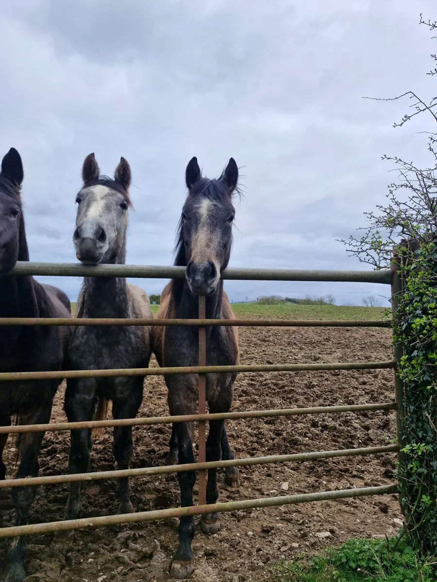 2 3 year old gelding - Image 1