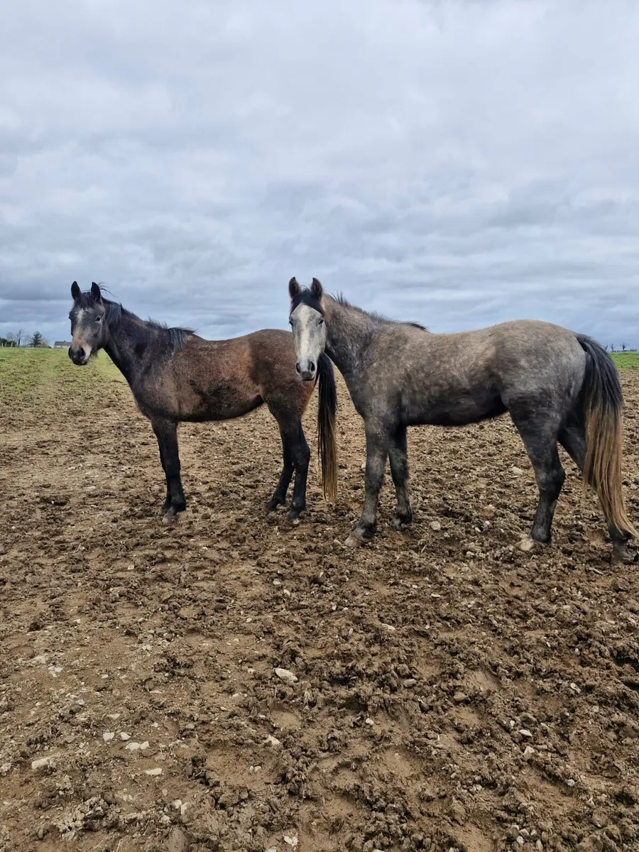 2 3 year old gelding - Image 2
