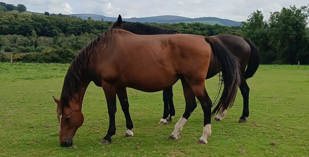 Toulon Broodmare - Image 1