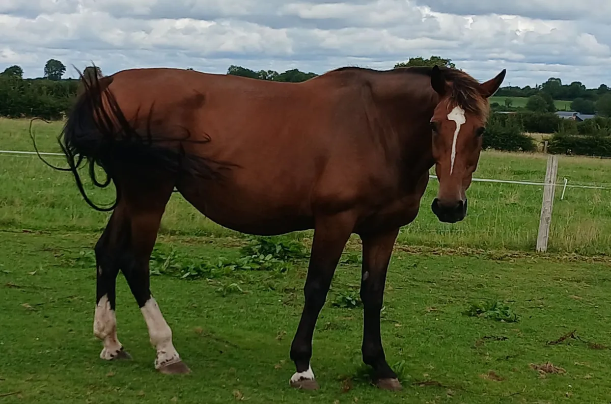 Toulon Broodmare - Image 2