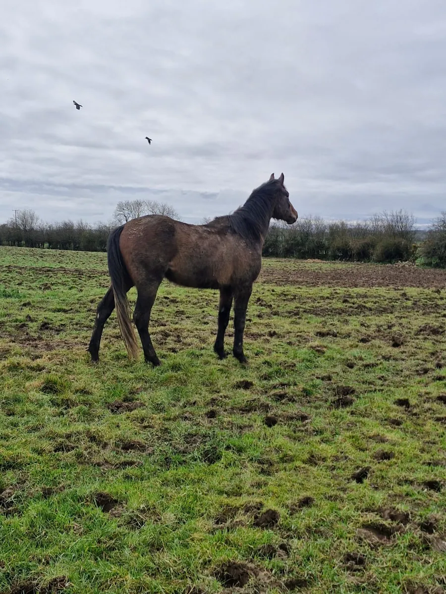 2 3 year old gelding - Image 3