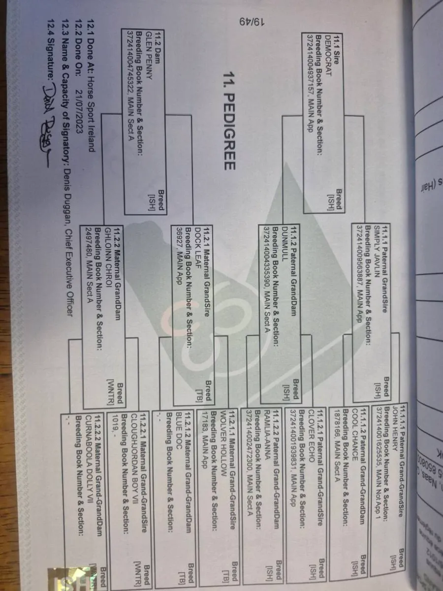 2 3 year old gelding - Image 4