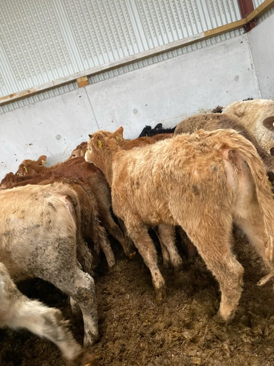 12 super charlaois and limousine heifer weanlings - Image 3