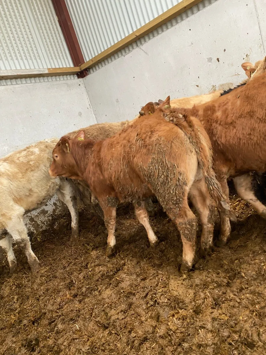 12 super charlaois and limousine heifer weanlings - Image 4