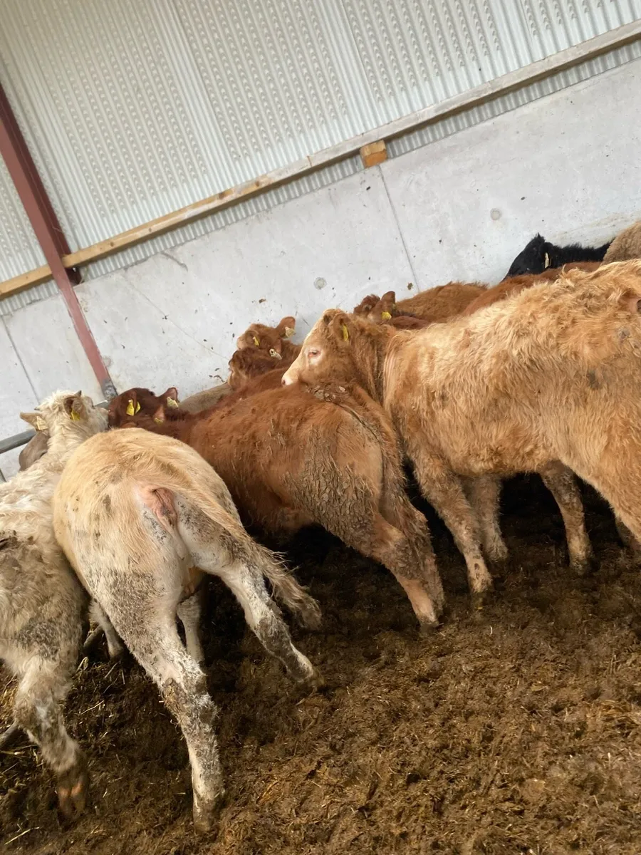 12 super charlaois and limousine heifer weanlings - Image 1