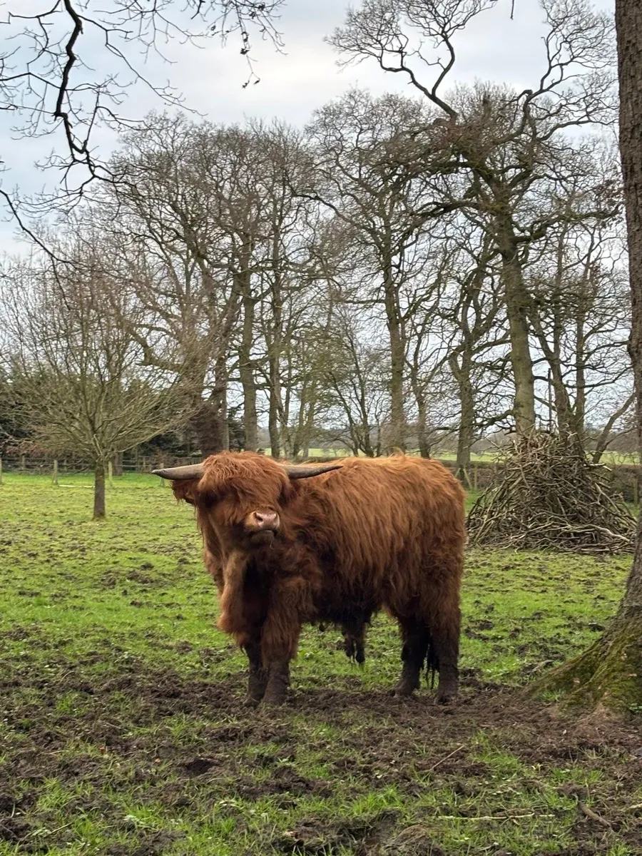 Pedigree Highland bull - Image 2