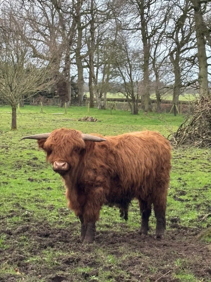 Pedigree Highland bull - Image 4