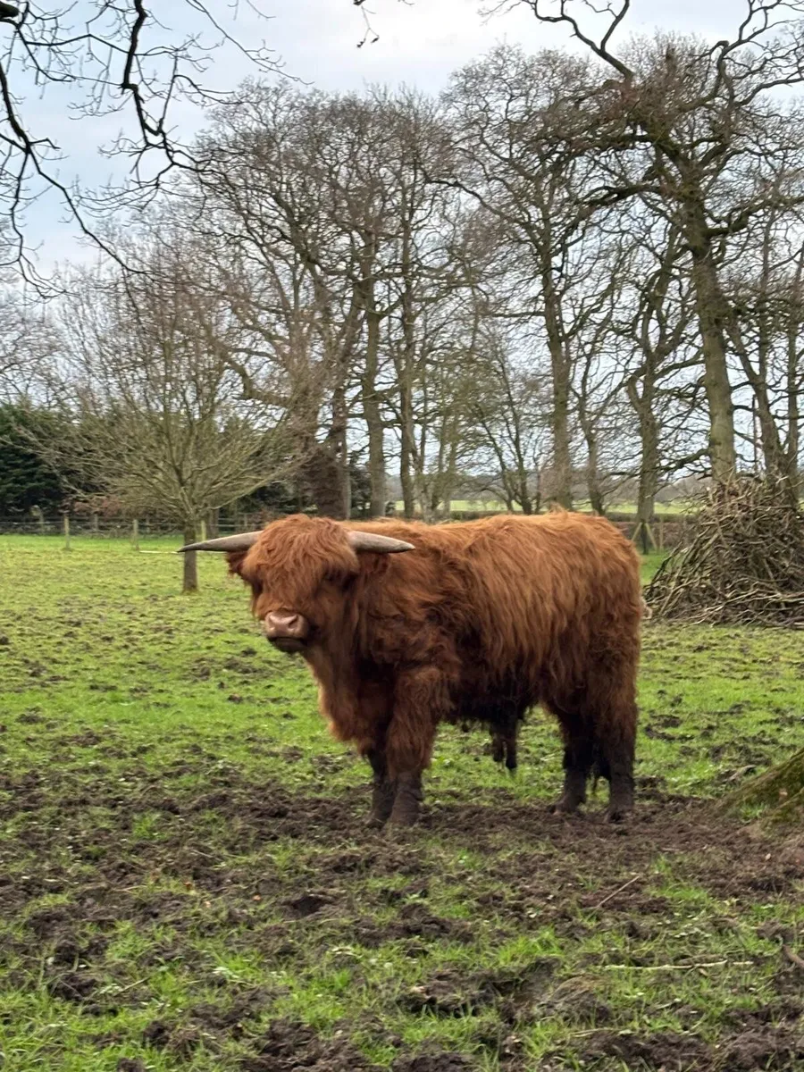 Pedigree Highland bull - Image 3
