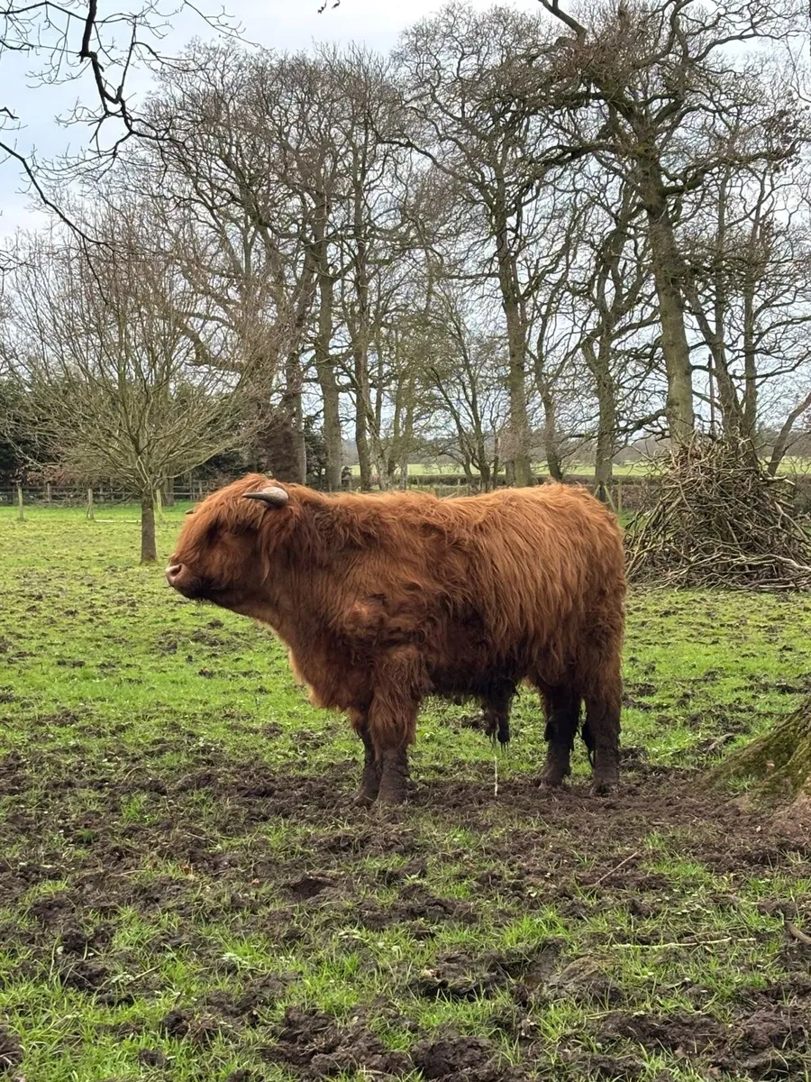 Pedigree Highland bull - Image 1