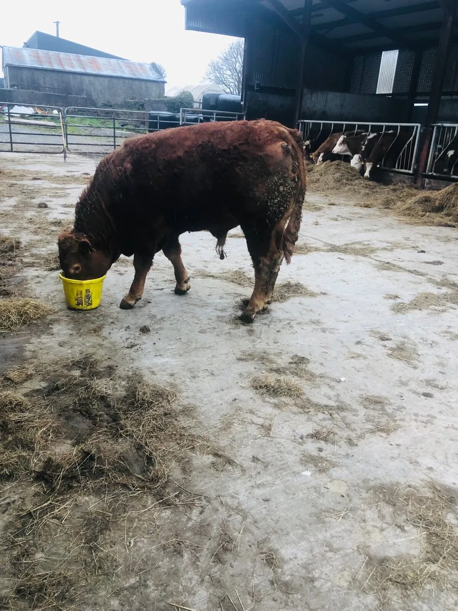 Purebred limousine bull for sale - Image 3