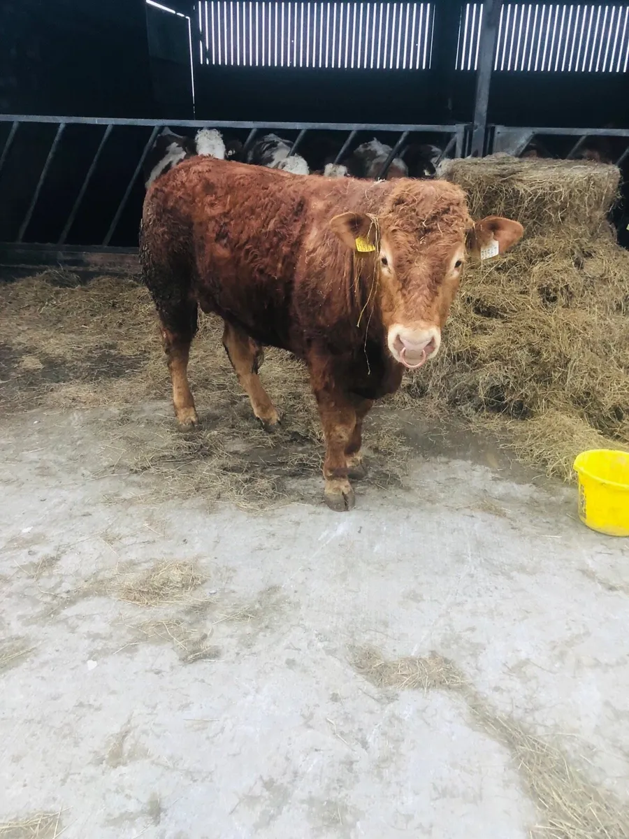 Purebred limousine bull for sale - Image 1