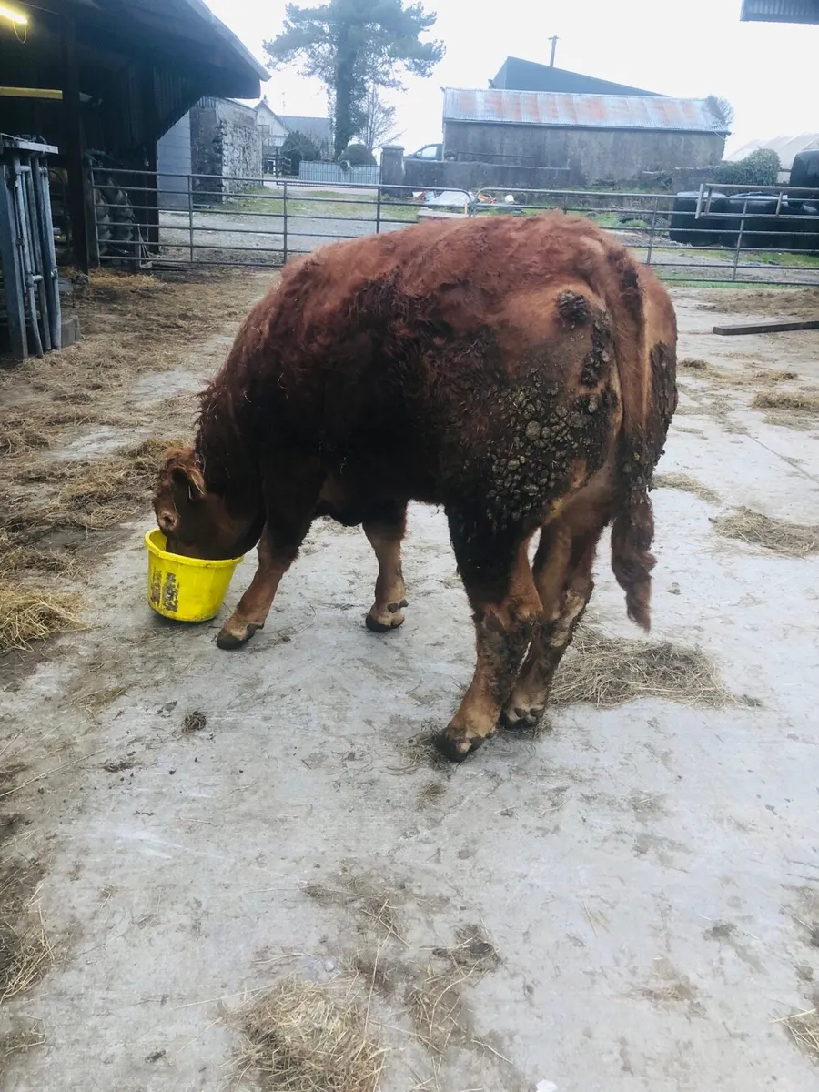 Purebred limousine bull for sale - Image 2