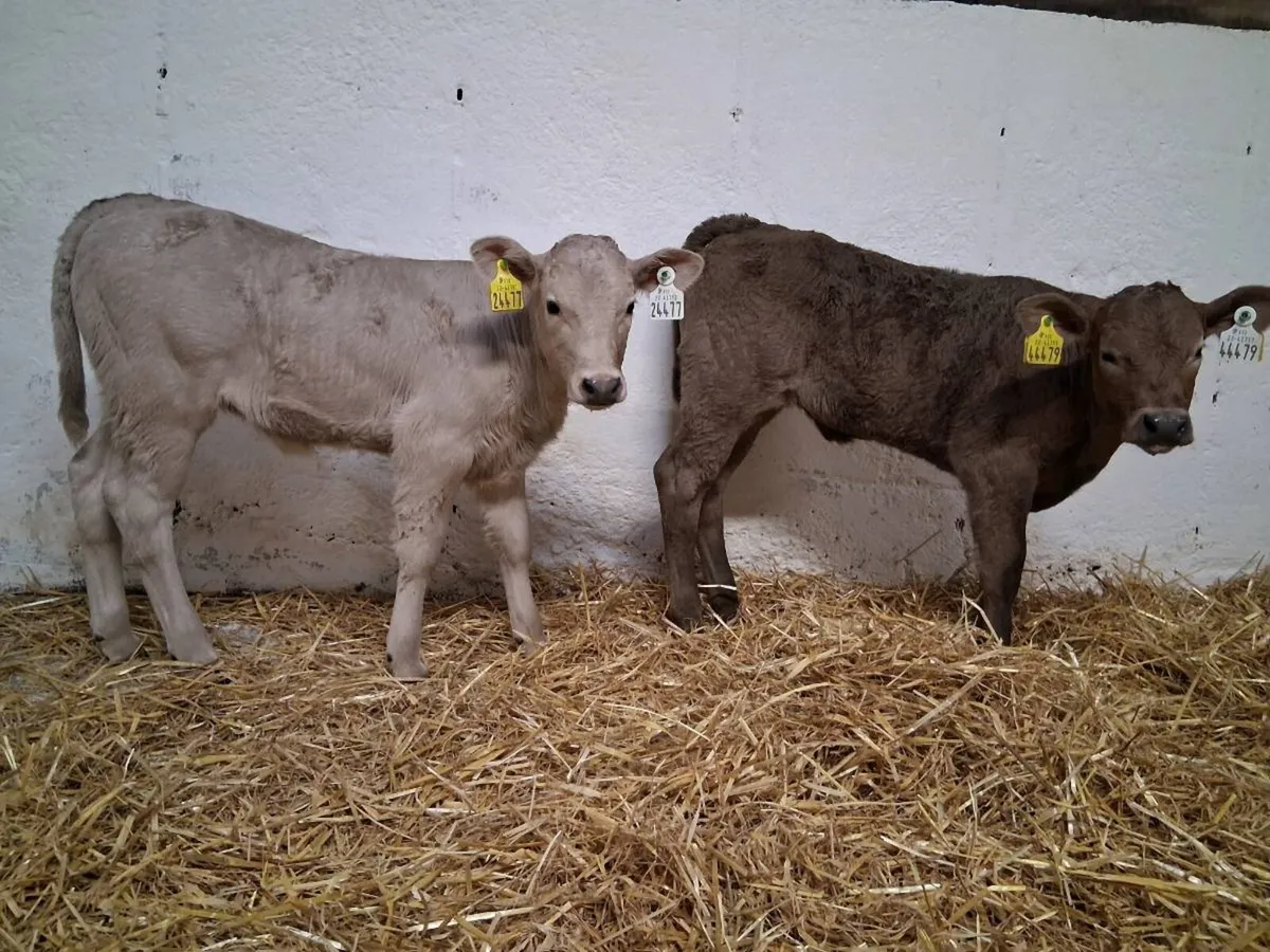 CHAROLAIS HEIFER CAVLES - Image 1