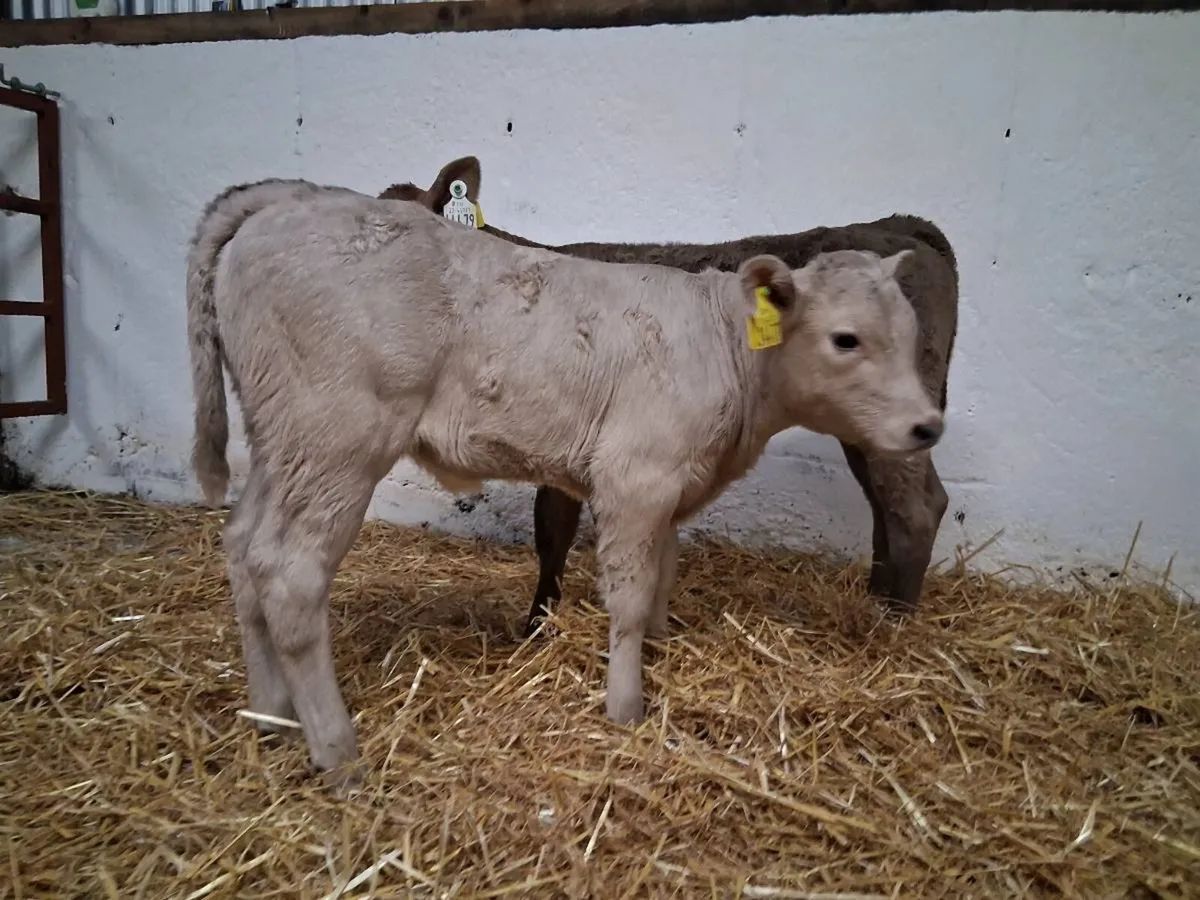 CHAROLAIS HEIFER CAVLES - Image 3
