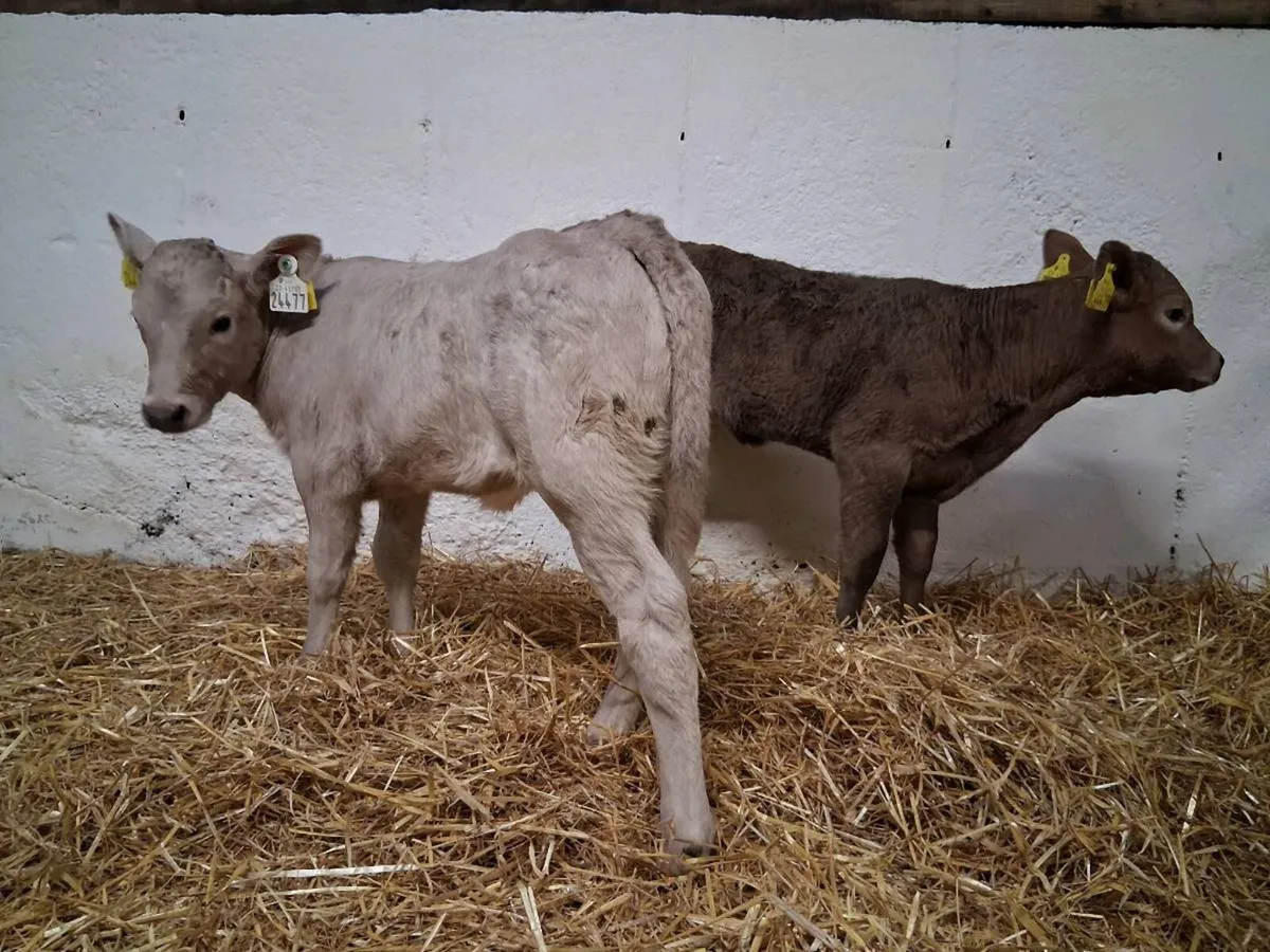 CHAROLAIS HEIFER CAVLES - Image 4