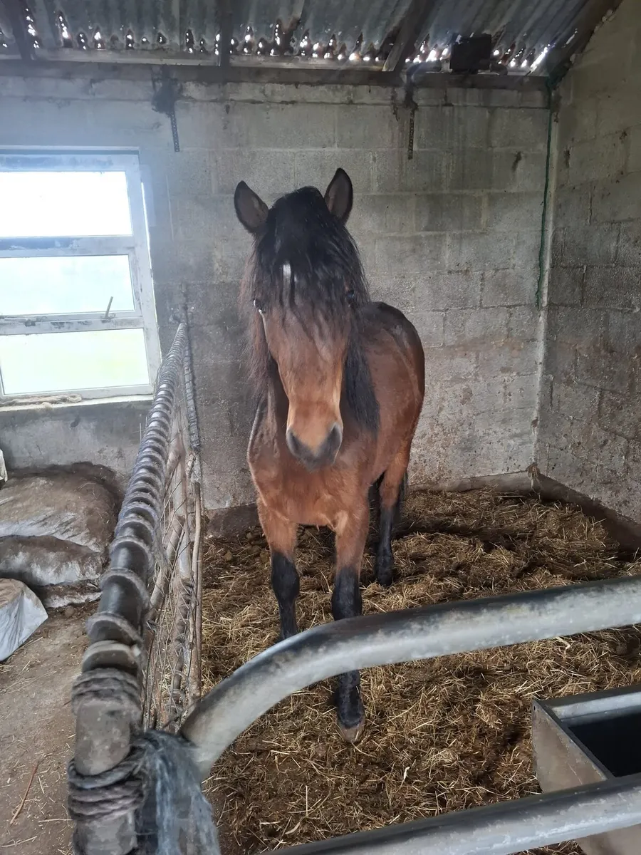 Connamara colt for sale - Image 4