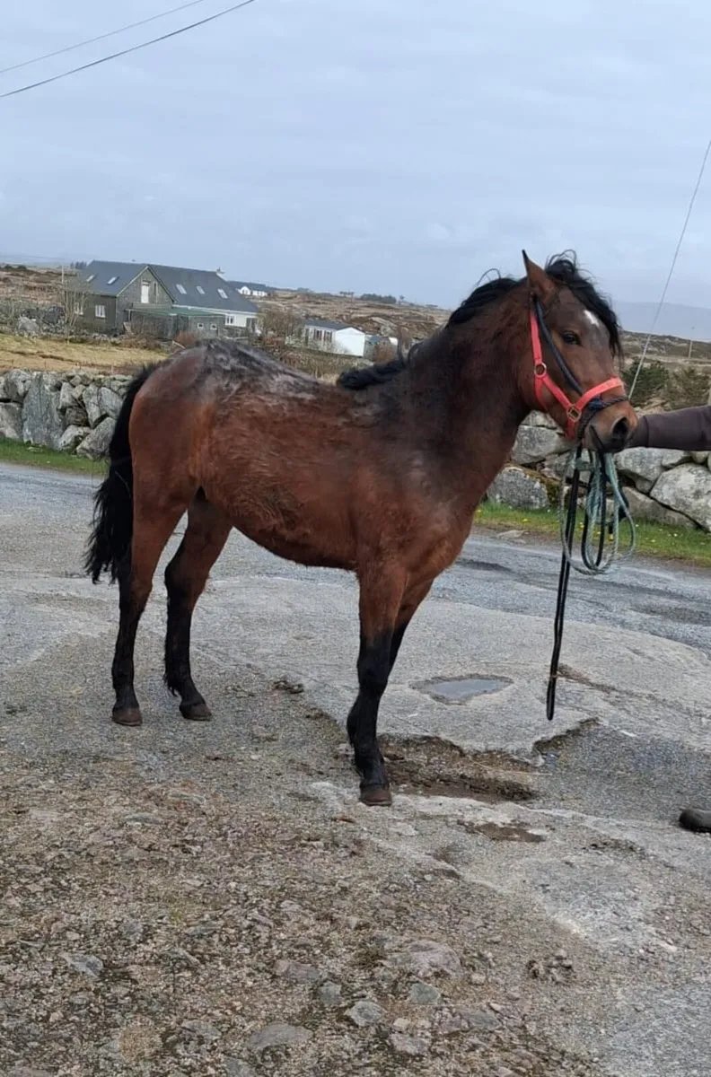 Connamara colt for sale - Image 1