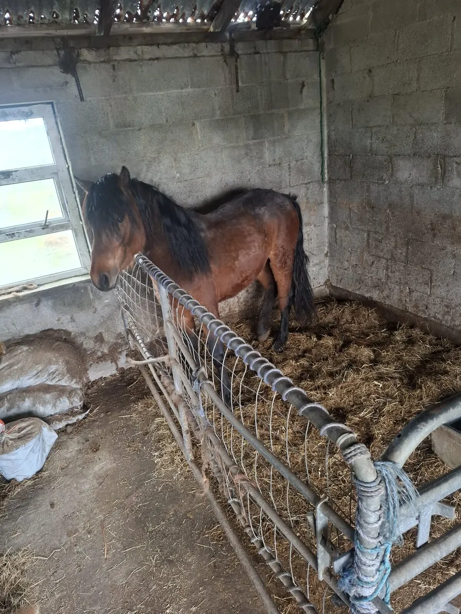 Connamara colt for sale - Image 2