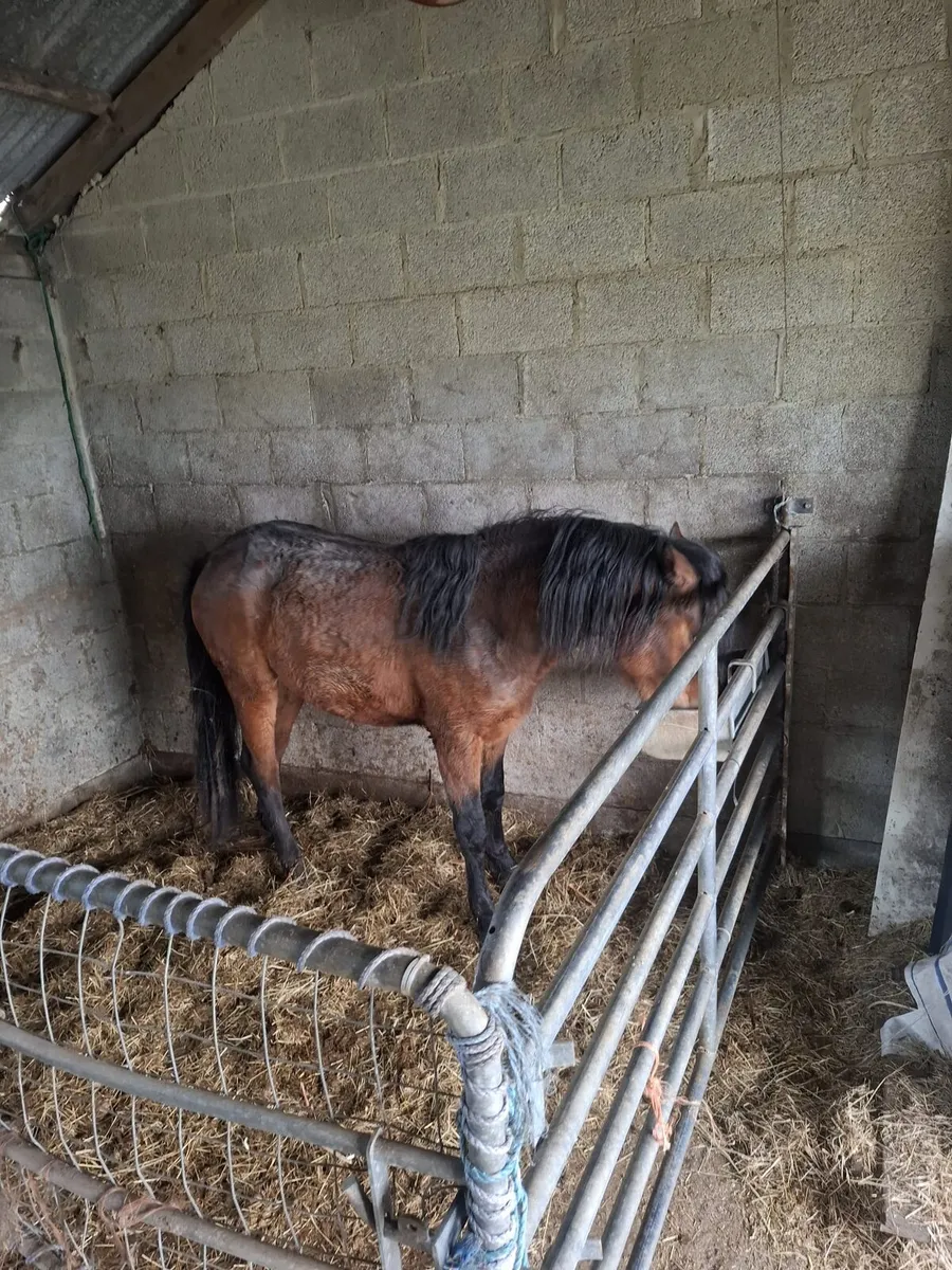 Connamara colt for sale - Image 3