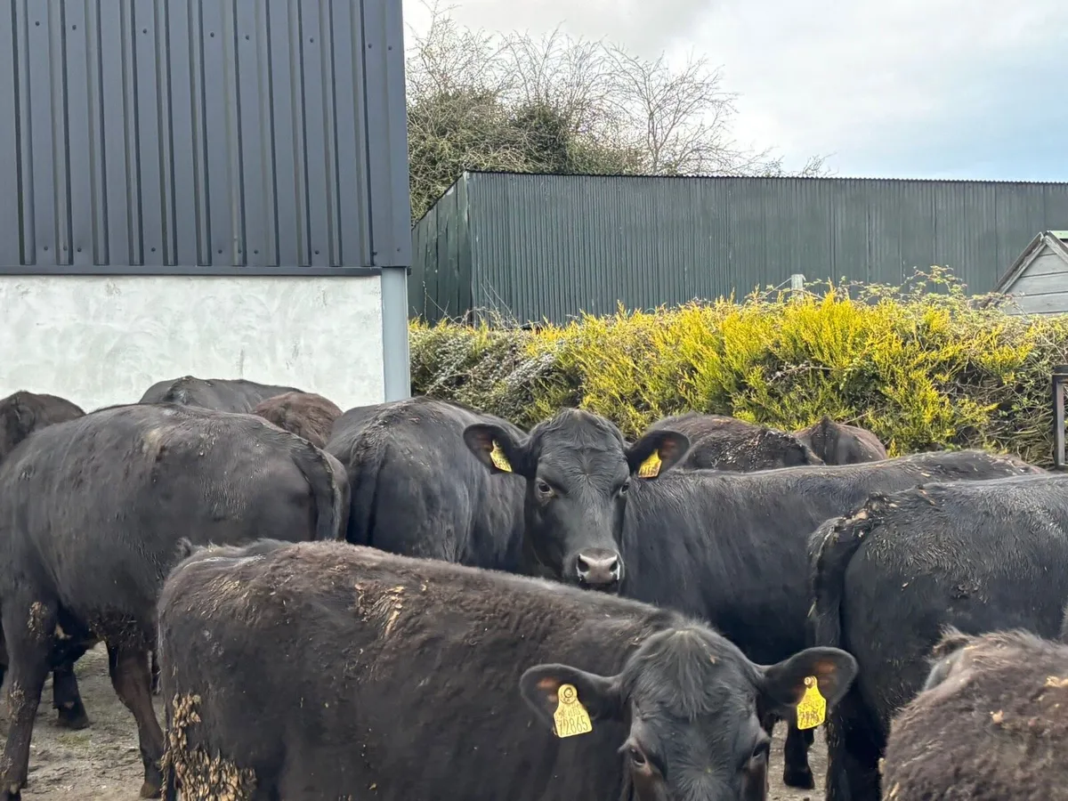 26 super Angus store heifers for sale - Image 1