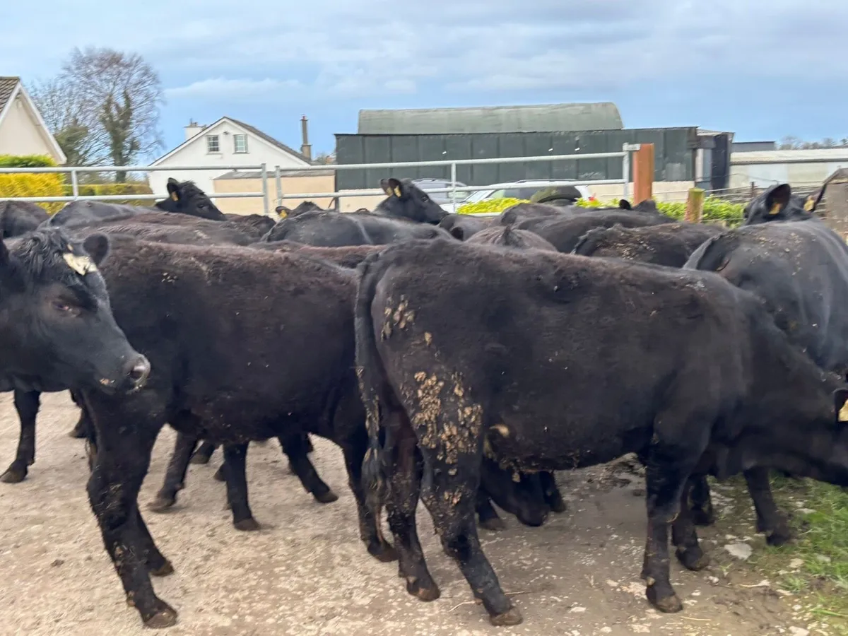 26 super Angus store heifers for sale - Image 2