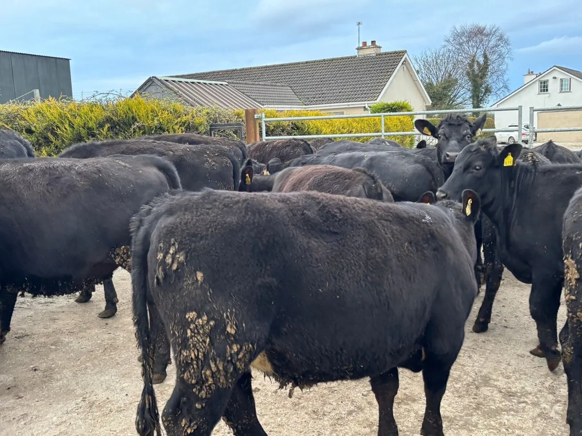 26 super Angus store heifers for sale - Image 4