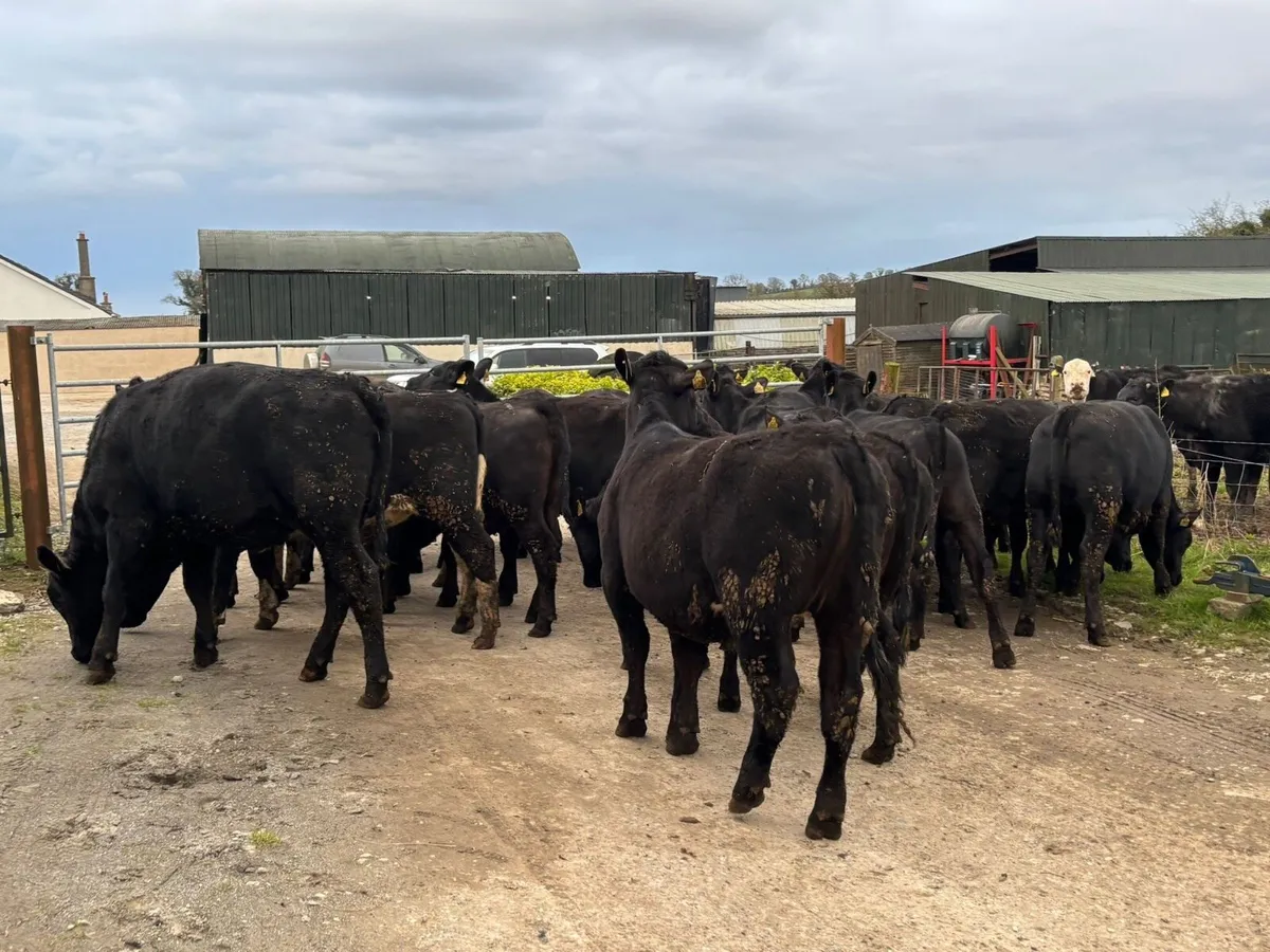 26 super Angus store heifers for sale - Image 3