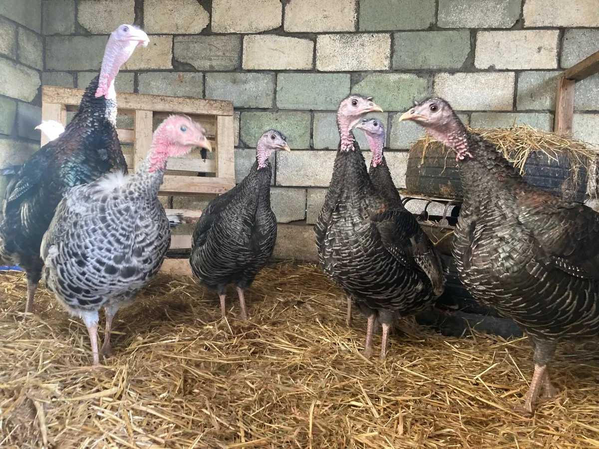 Turkey hens for sale - Image 1