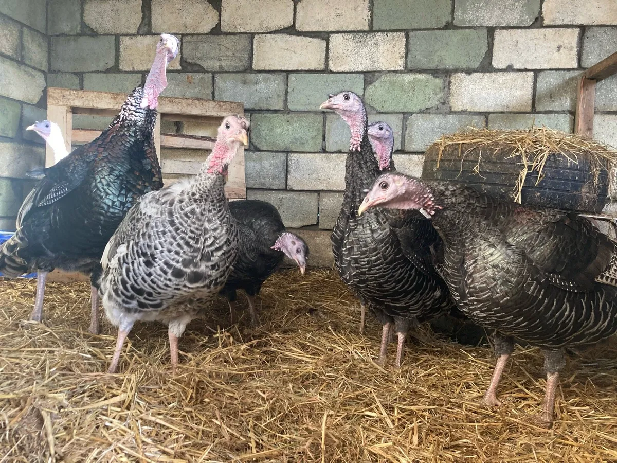 Turkey hens for sale - Image 2