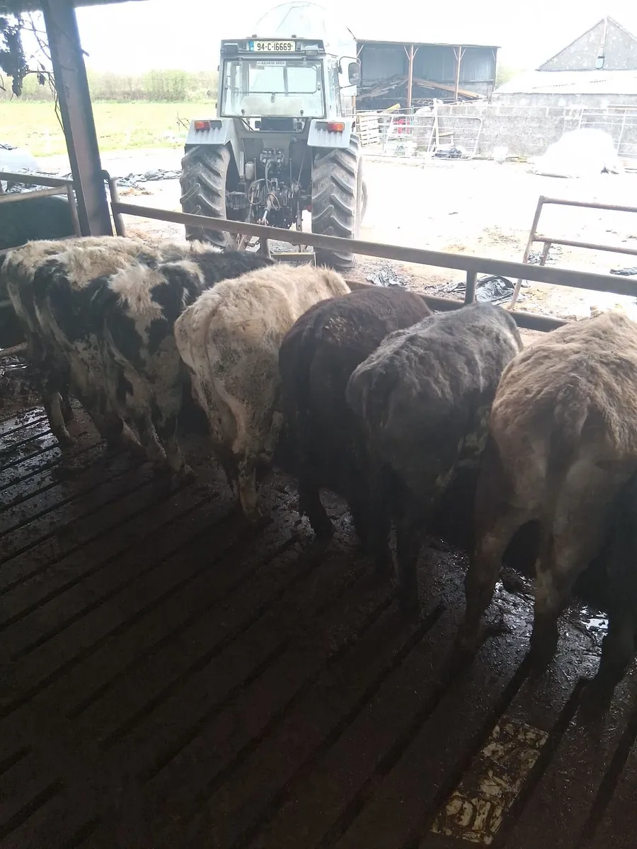 Yearling Heifers Tuam Mart 6th April - Image 4