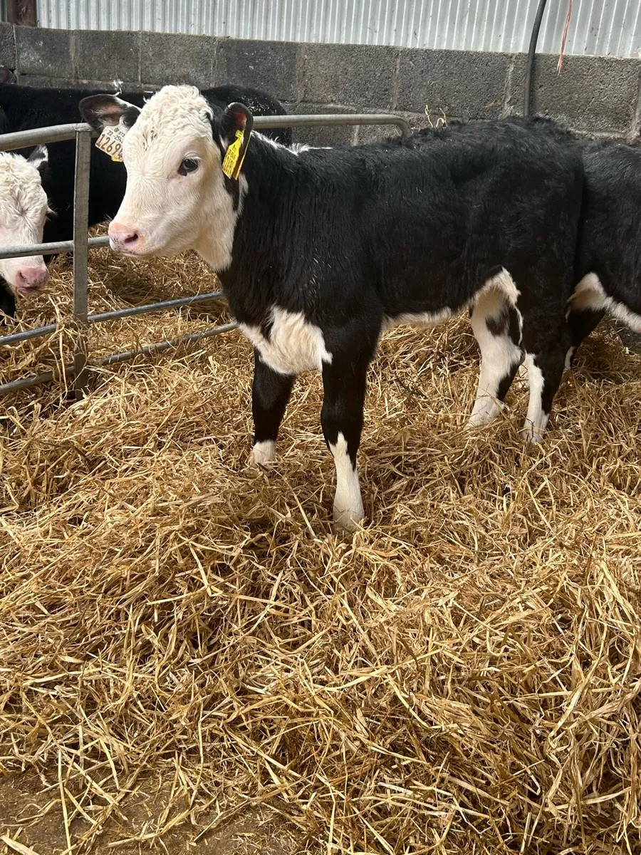 Proper Hereford Heifers - Image 2