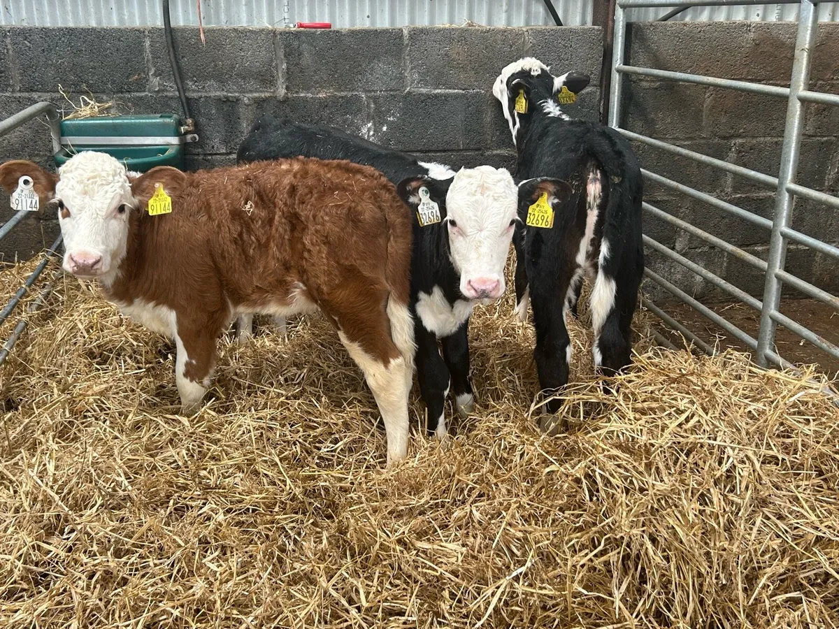 Proper Hereford Heifers - Image 4