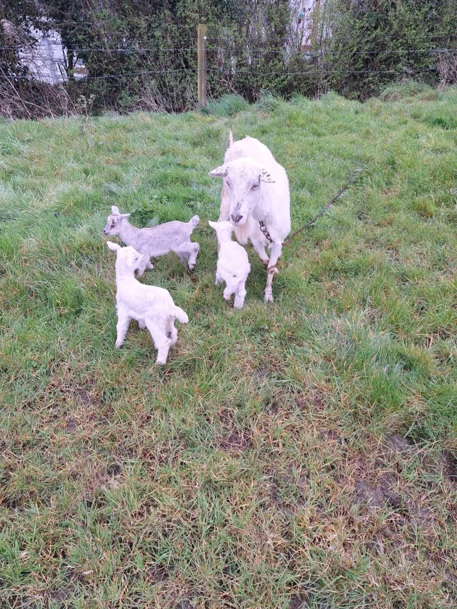 She kids goats - Image 1