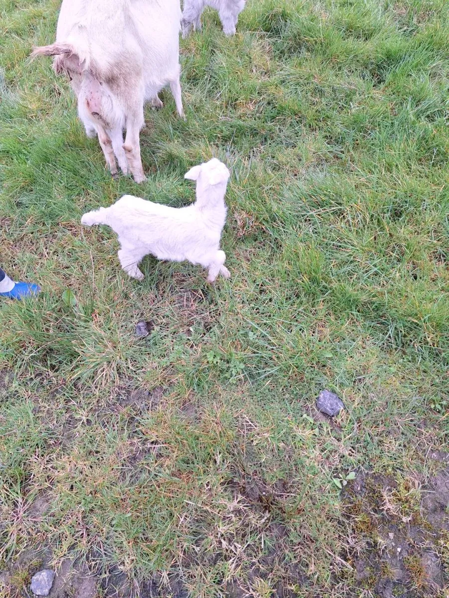 She kids goats - Image 2