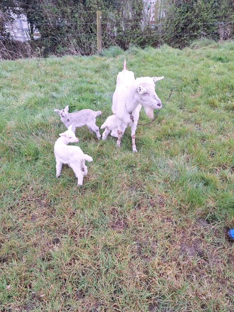 She kids goats - Image 3