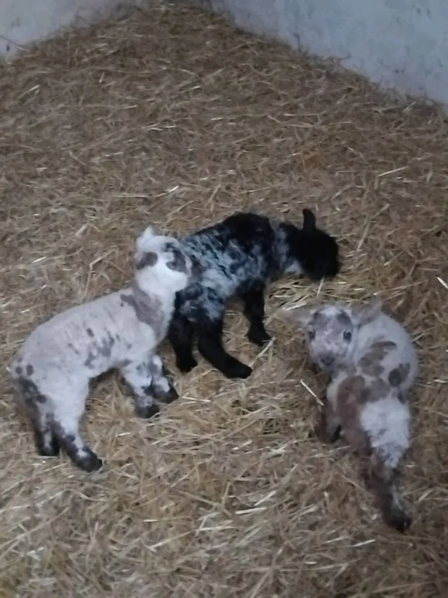 Lambs - Image 1