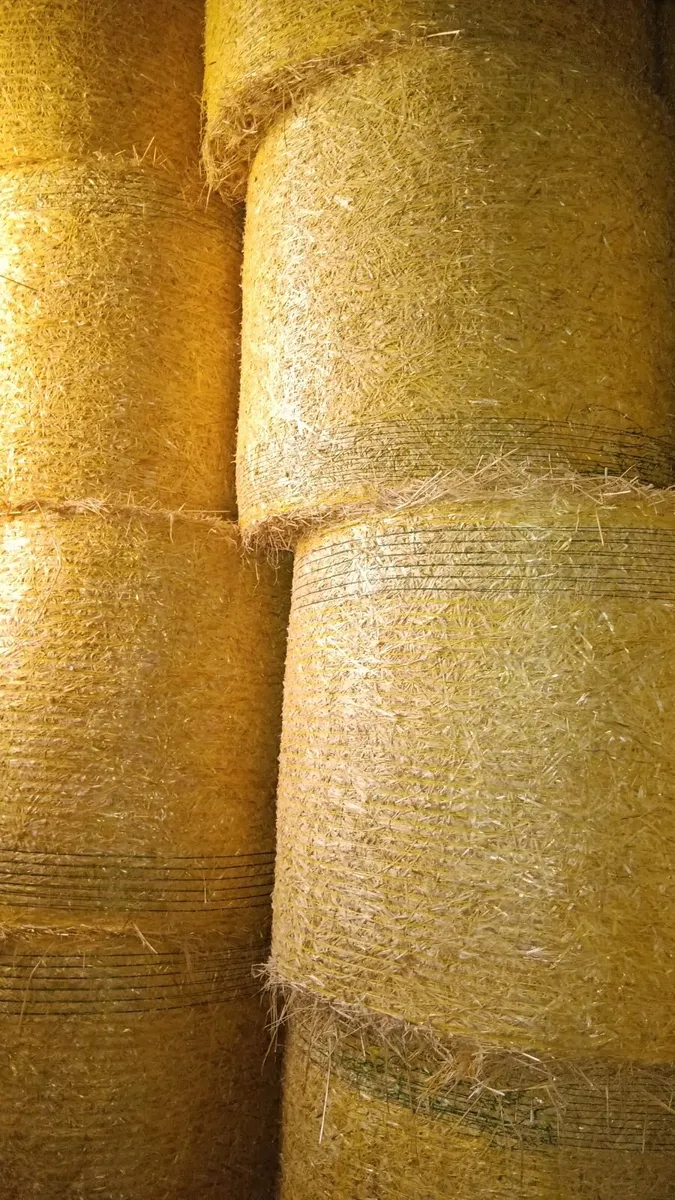 Spring barley straw - Image 1